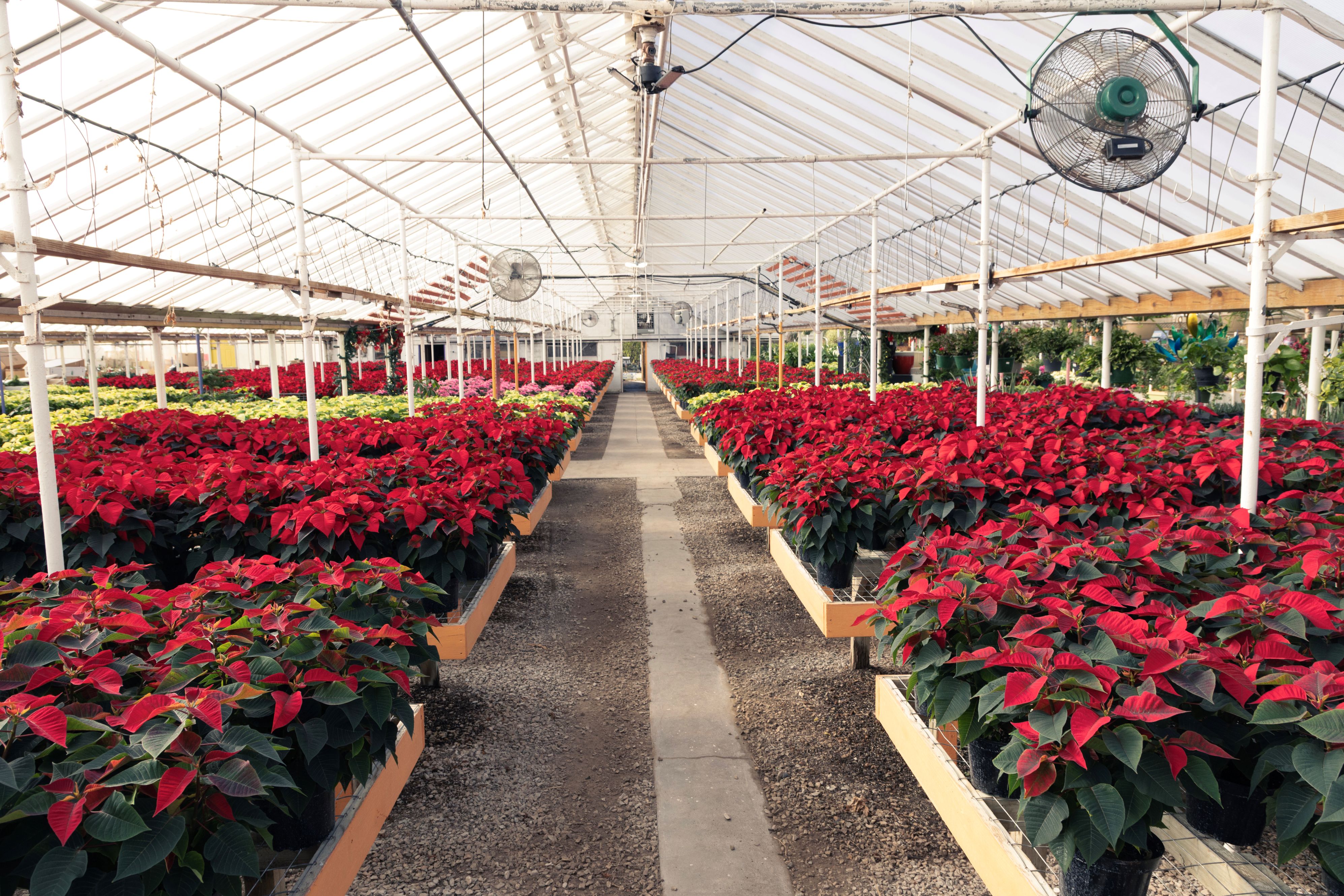 Haentze Floral Company