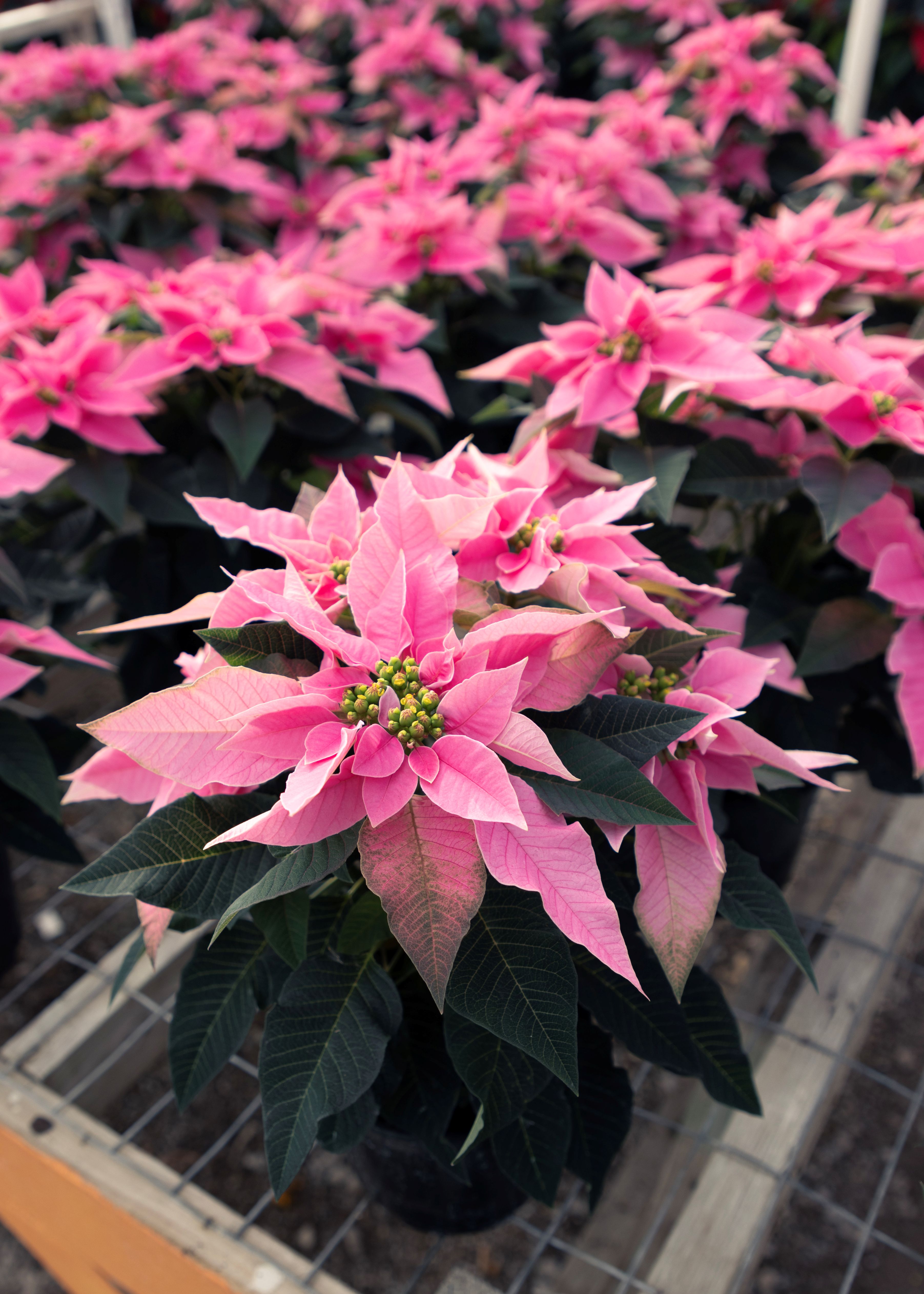 Haentze Floral