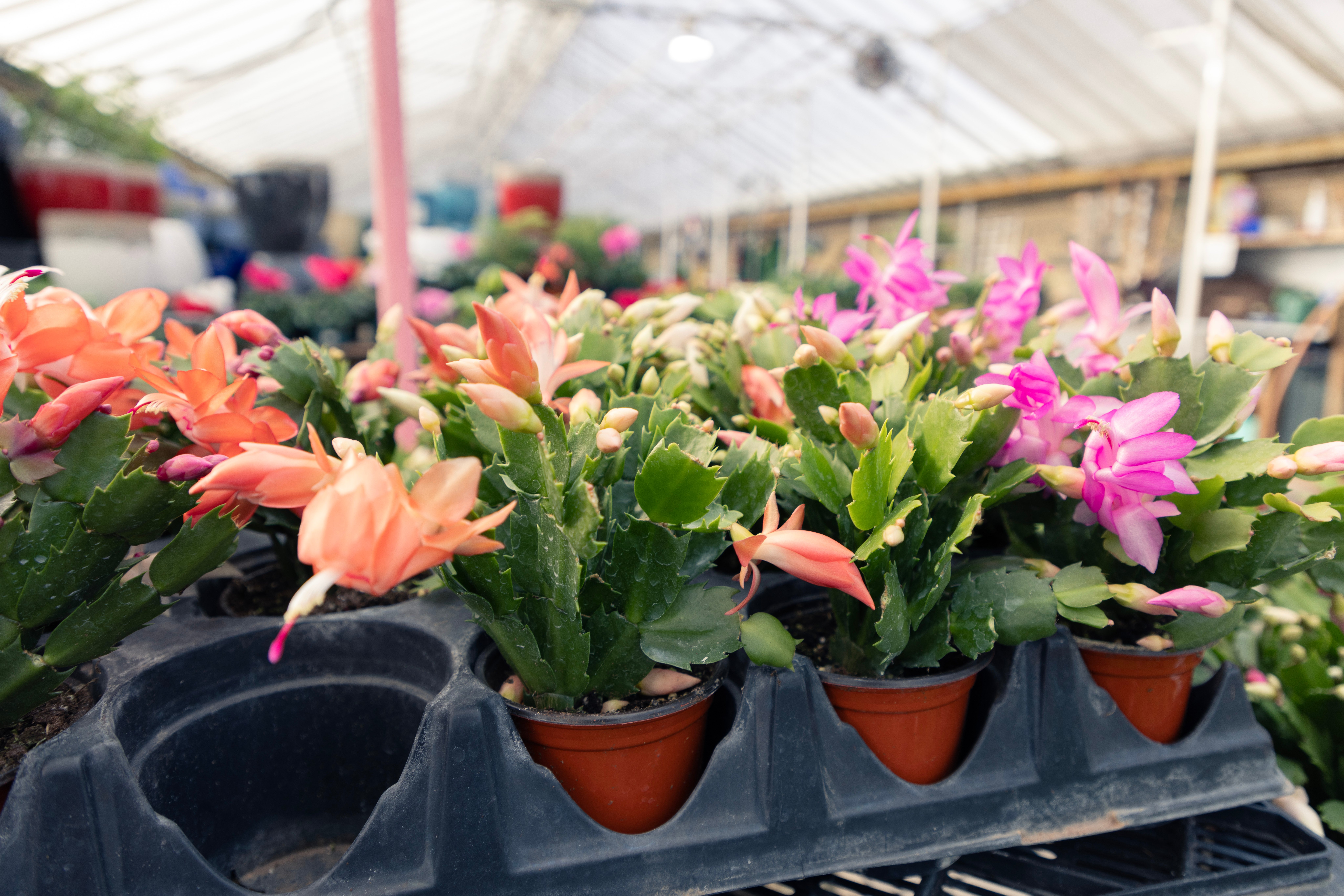 Shopping at Haentze Floral Company