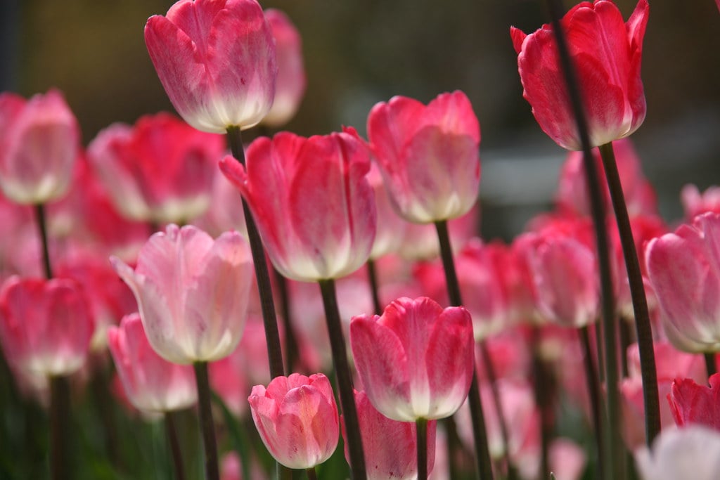 Holland Tulip Time