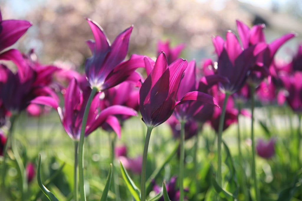 Purple tulips