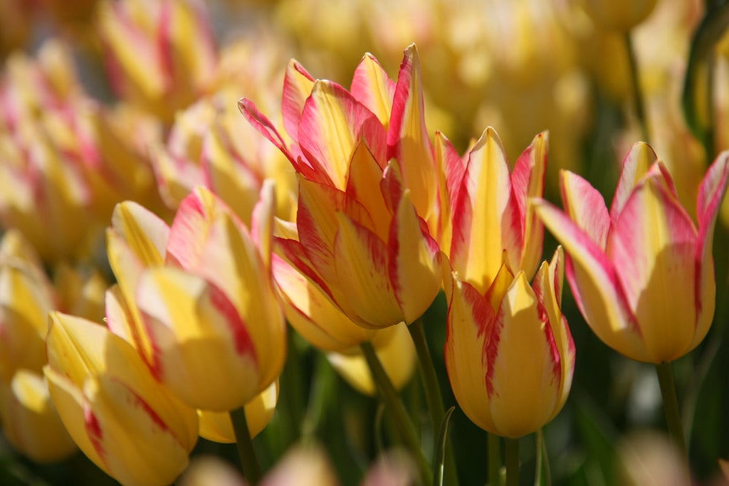 Tulip Time flowers