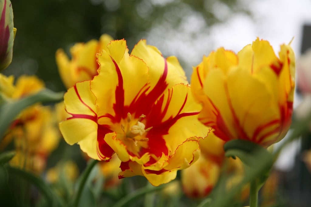 Yellow tulips