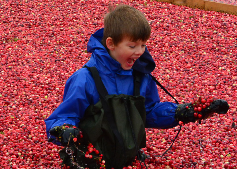 Boy enjoying cranberry festival