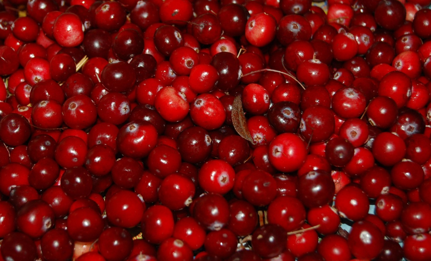 Warrens WI Cranberry Festival
